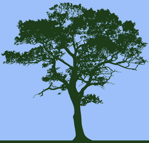 sillouette tree